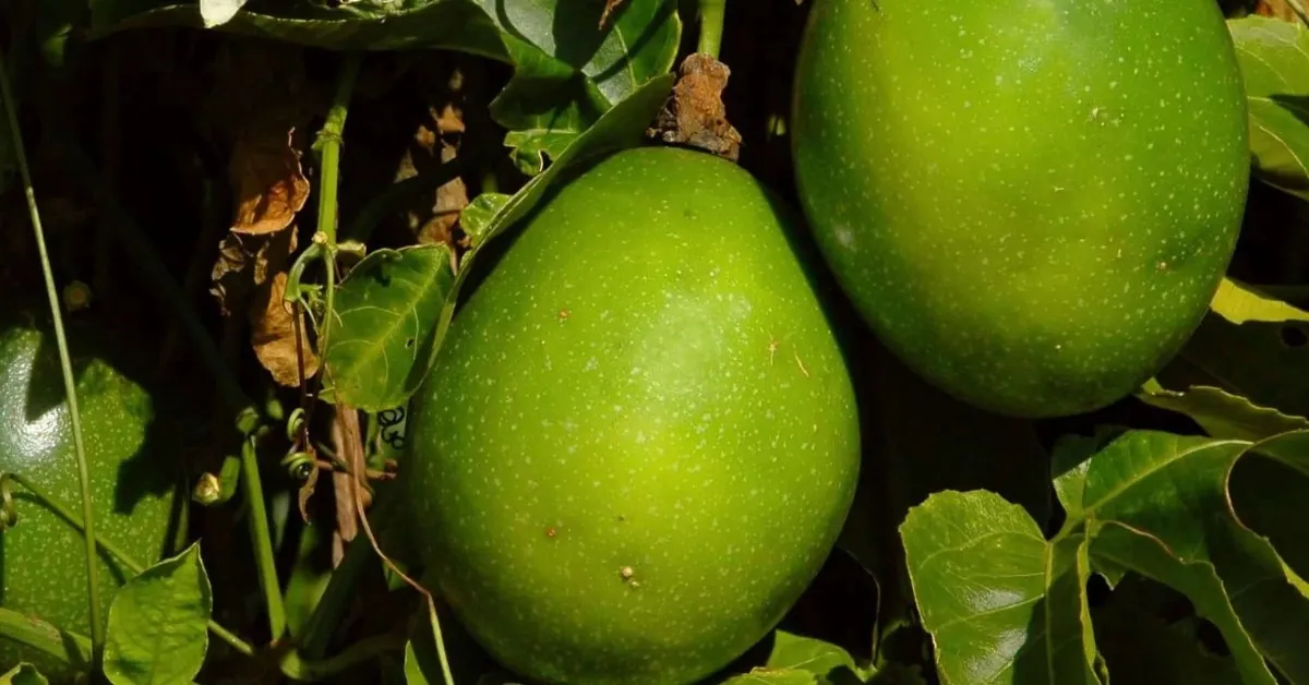 Passion fruit is not only a delight for the taste buds but also a nutritional powerhouse; Picture source: Plants Express
