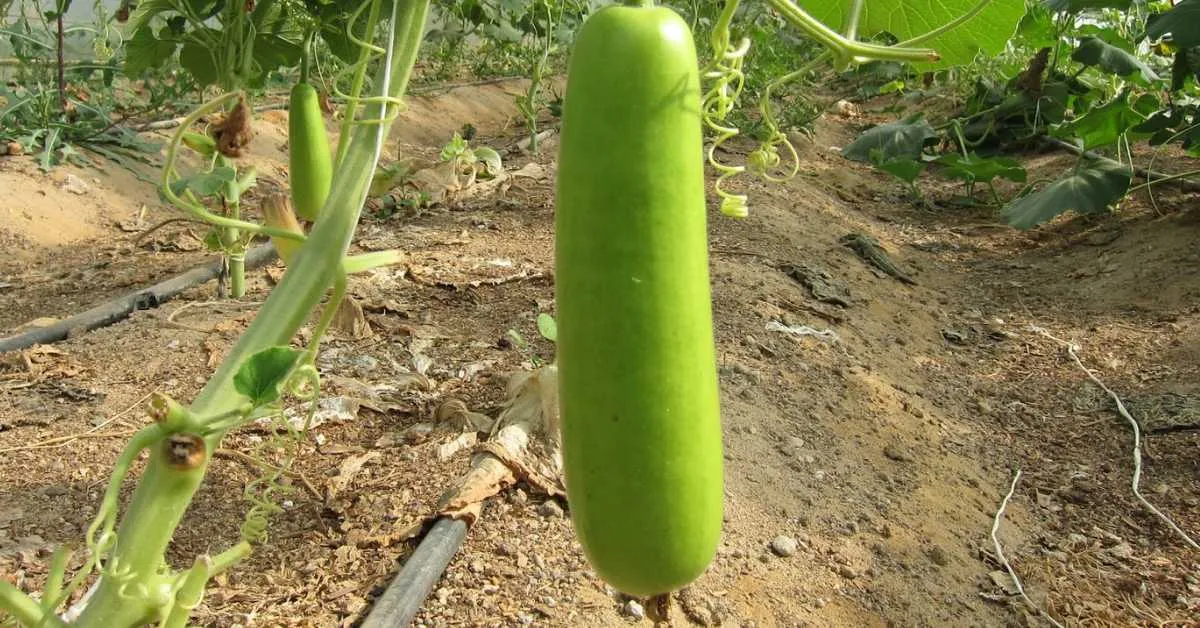 Teach your kids to water at the base of the plants rather than the leaves to avoid fungal diseases; Picture source: Homegardennet.com