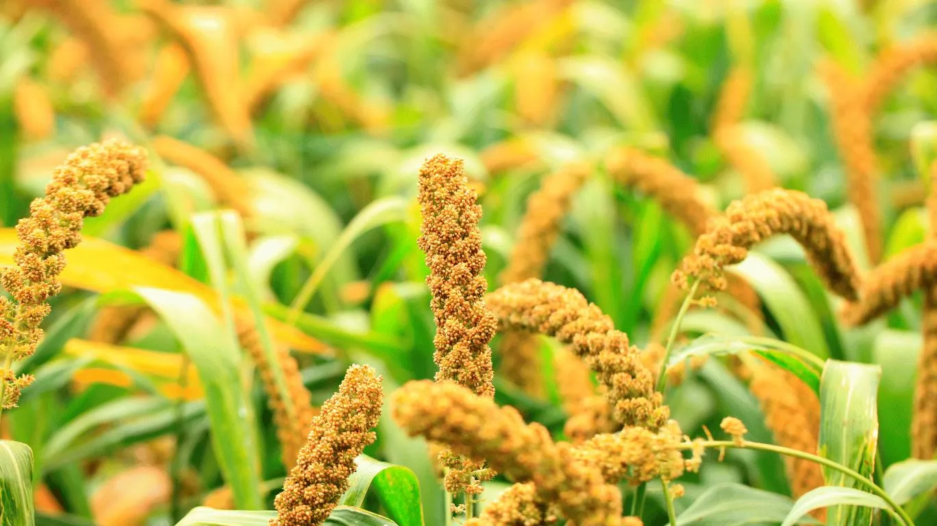 In 2019, the Government successfully lobbied for the United Nations to declare 2023 as the International Year of Millets. 