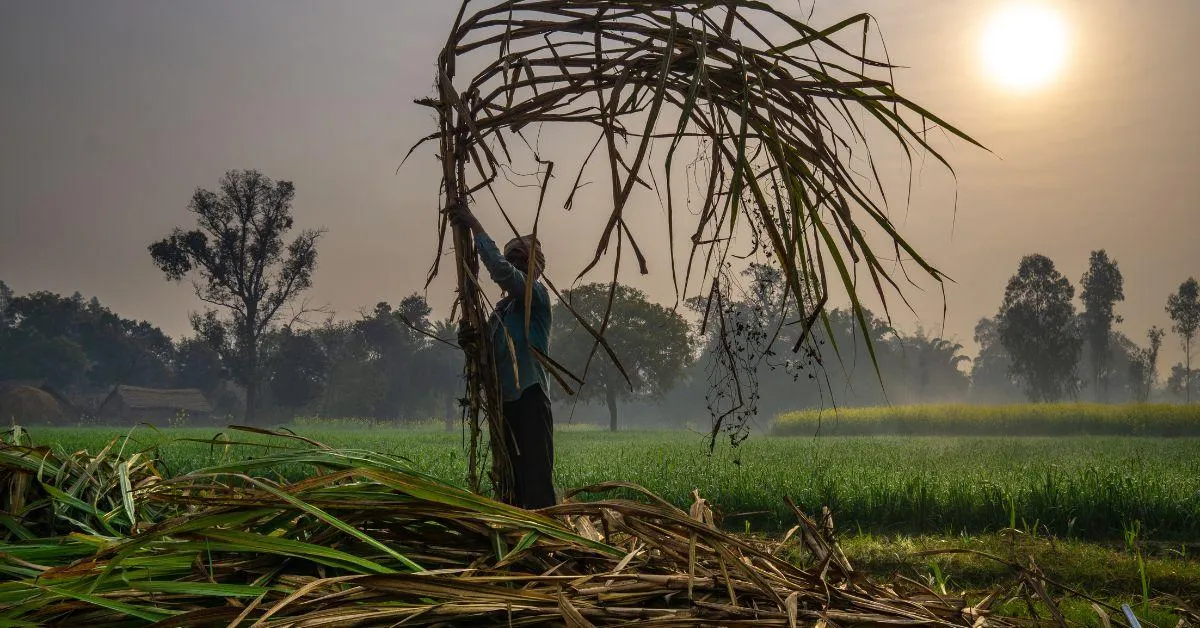 farmer working in the sugarcane field