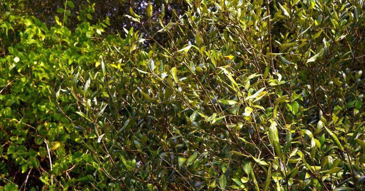 A glimpse of the mangrove forest
