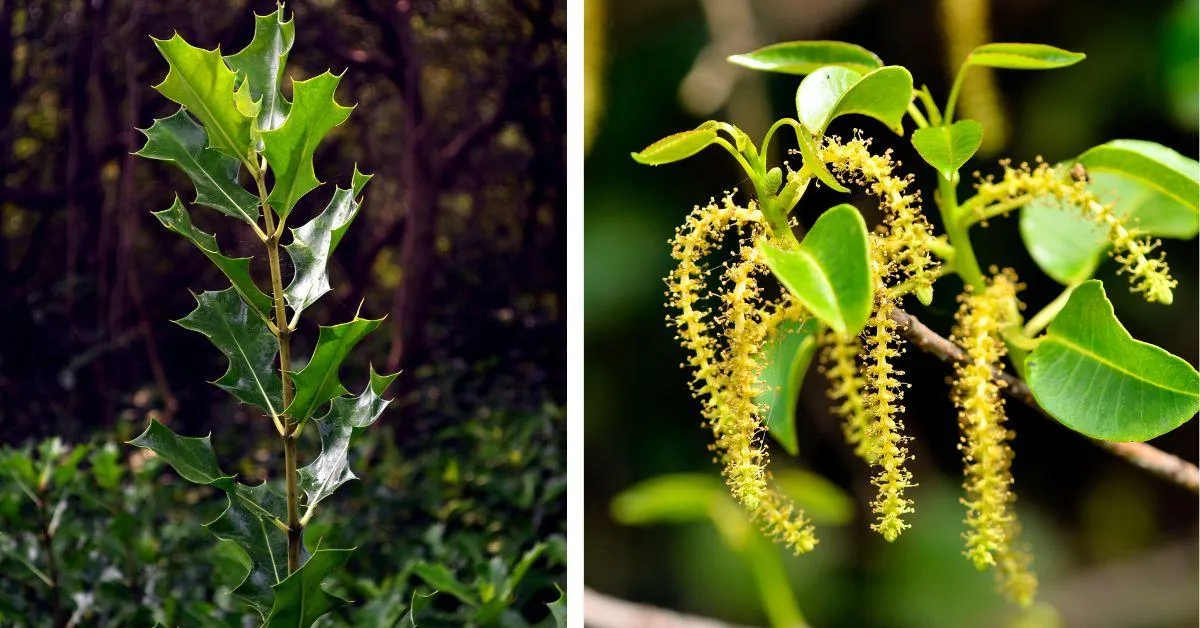 species of flora in the mangroves