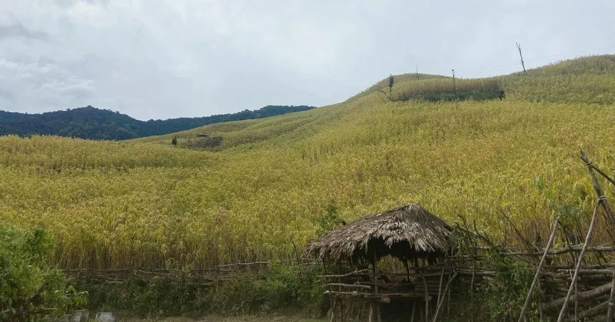 the farm of adlay millets