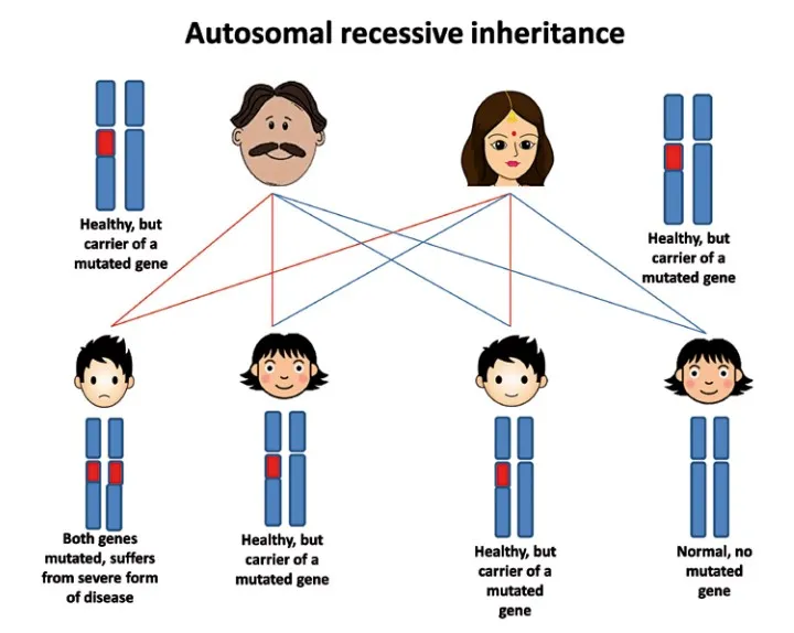 The genetic transmission of thalassemia