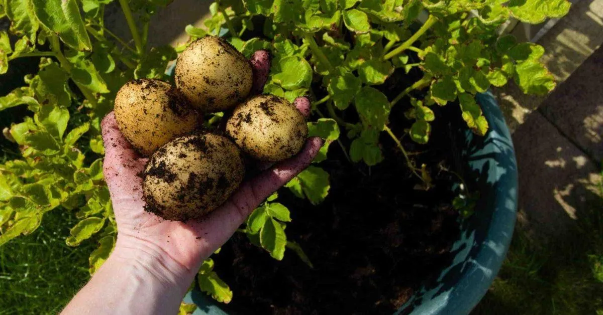 Prepare a pot with well-drained soil or choose a garden bed with good sunlight to grow your potato plant