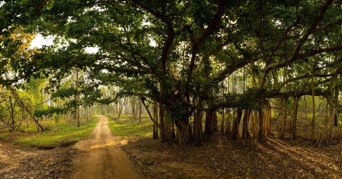 Not just shade, Banyan trees can revive the sense of community.