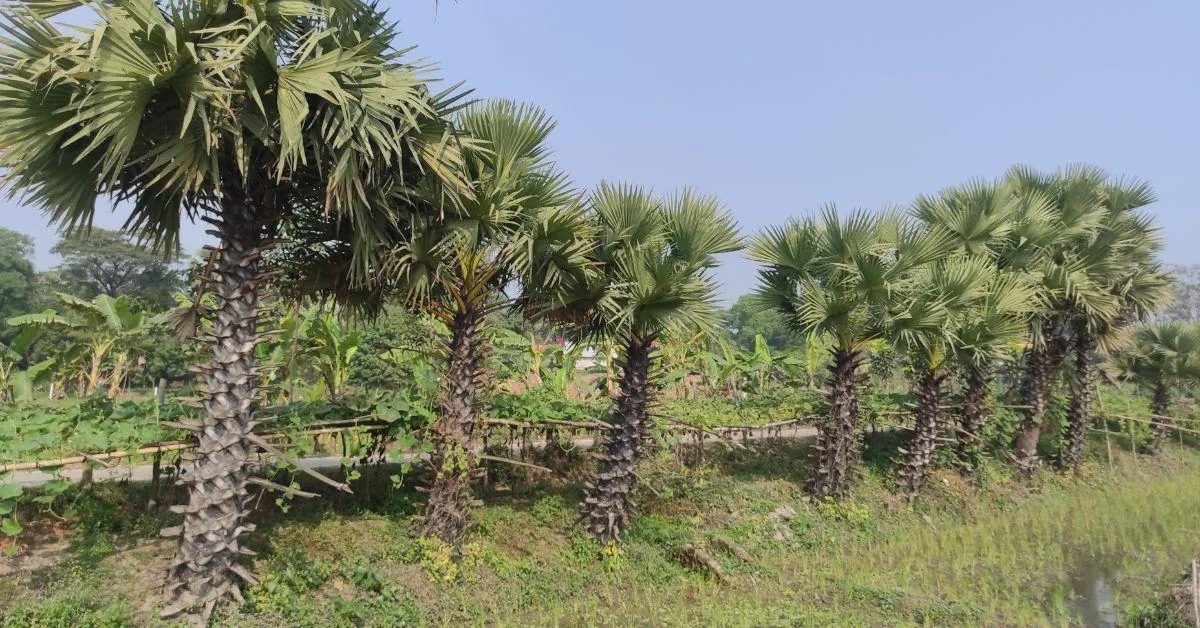 <br />
Palmyra trees can add up to the beautification of roads.