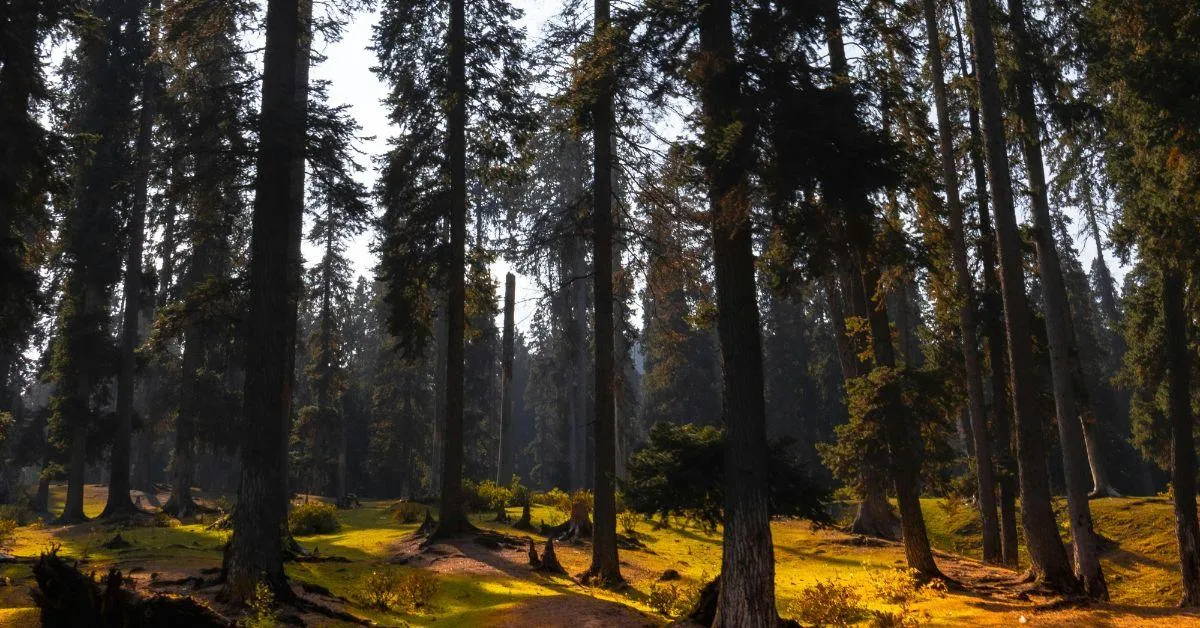 Replanting Deodar trees could stabilise mountain slopes. 
