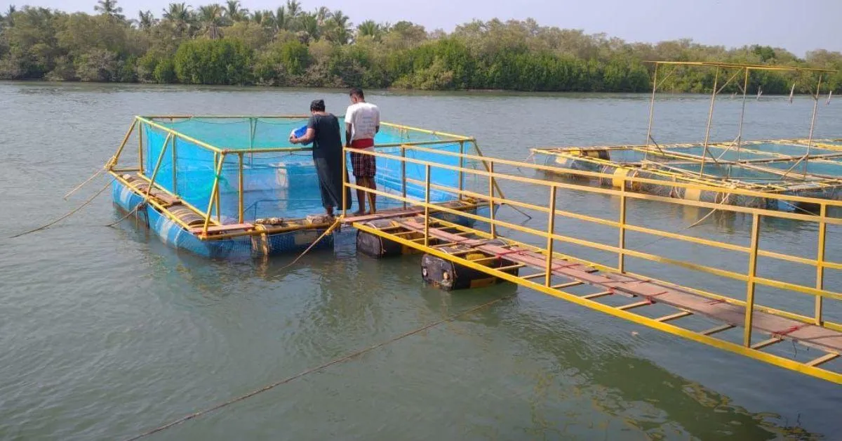 Caged fish farming, Dinil explains, is a method of cultivating fish in a controlled environment.
