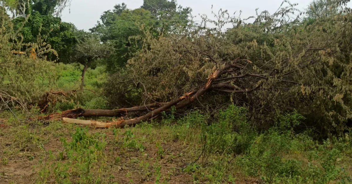 One tree down is not just wood lost — it’s decades of life, shelter, and soil balance gone in minutes. Some things don’t grow back.