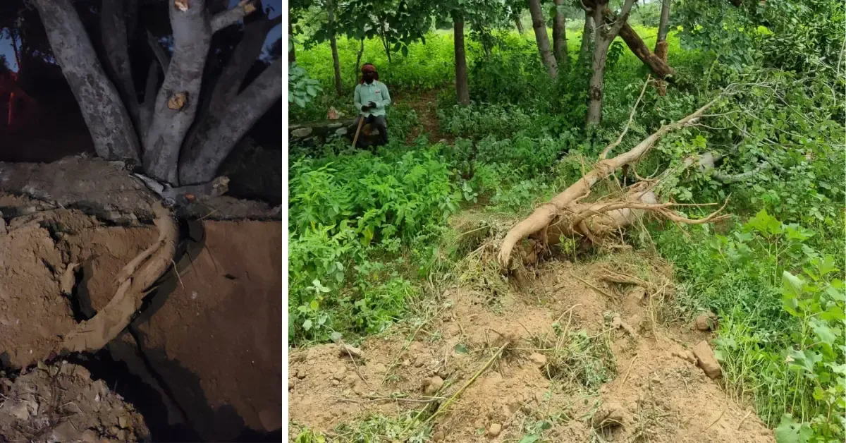 A single exposed root of the peepal tree weighed nearly 20 kilos — and was as thick as most tree trunks.