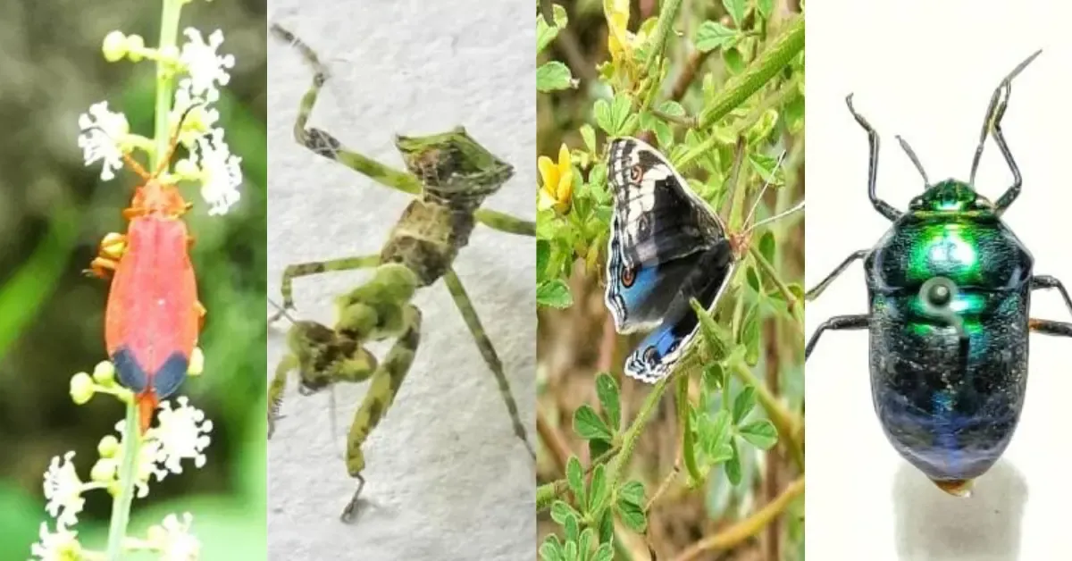 From jewel bugs to mantises, insects are the silent caretakers of this living forest.