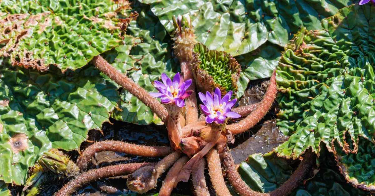 Makhana are the edible seeds of the water lily that grows in stagnant ponds and wetlands<br />
