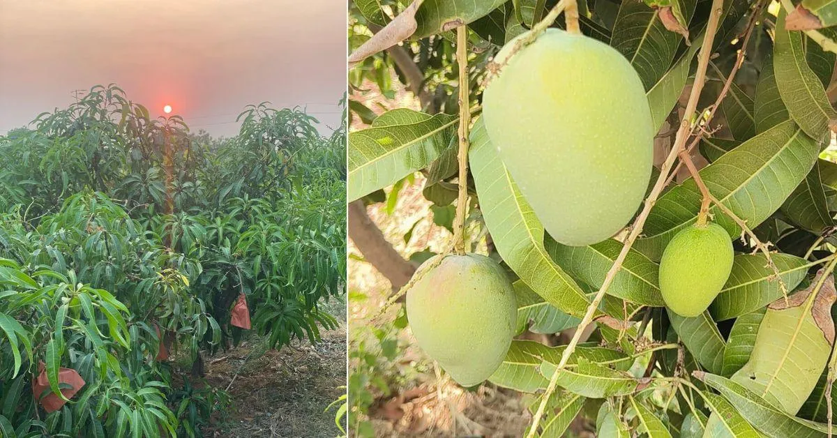Suraj grows mangoes using quantum density farming technique that maximises the yield.