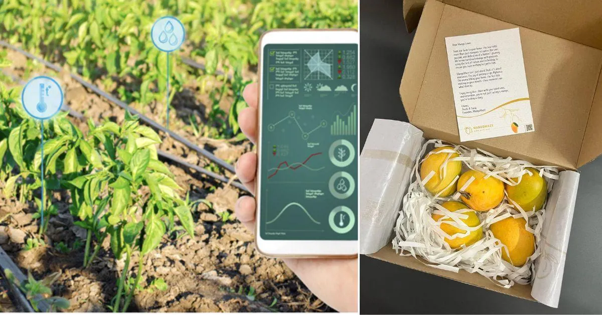 Suraj established a thriving orchard of 25,000 mango trees, where mangoes are being grown using drones, drip irrigation systems, and sensors.