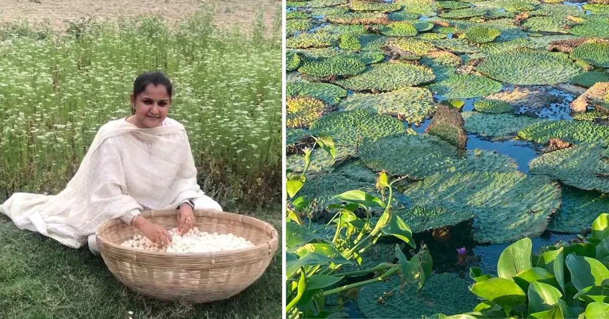 Pratibha's journey to starting Pearl Mithila Makhana involved experiences of wading into muddy waters to engage with the farmers, documenting the laborious process of collecting the makhana seeds,