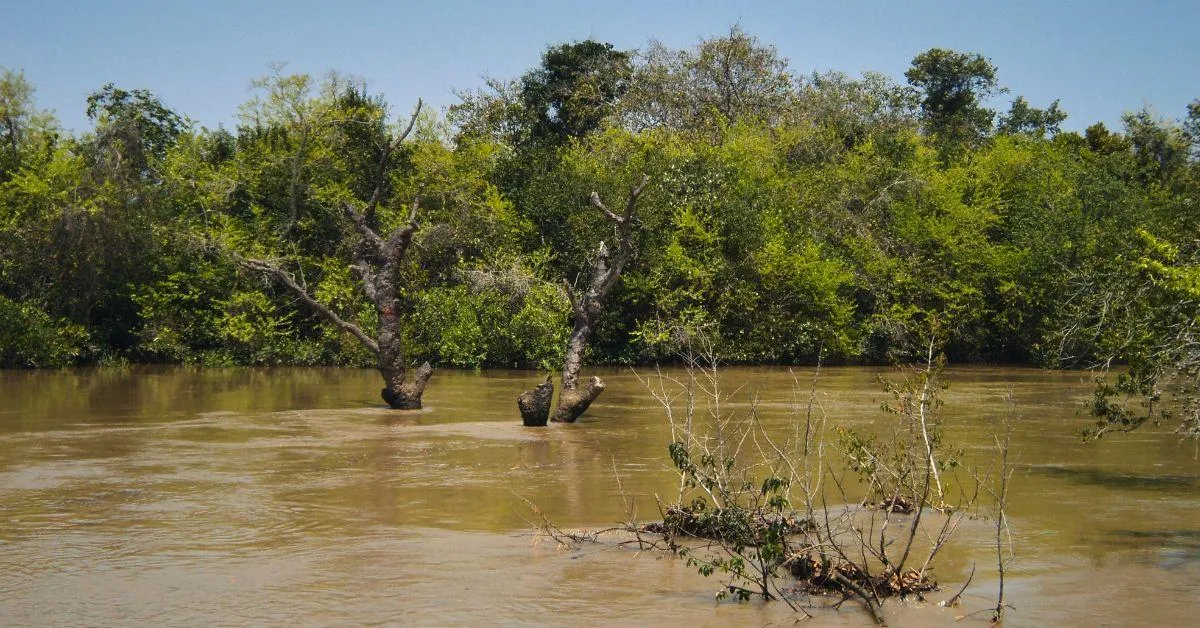 Bhitarkanika is one of India’s finest and largest mangrove ecosystems