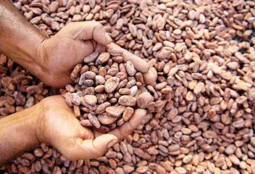 Chocolate crafted in India