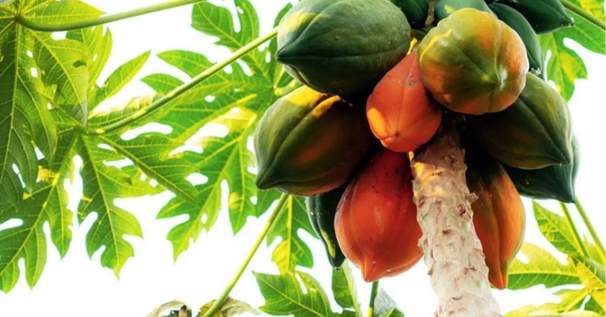 Papaya trees need a minimum of six to eight hours of direct sunlight every day; Picture source: Gardening Know How