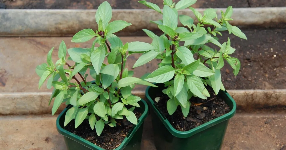 While the rains bring essential hydration, too much of it without a means to escape can suffocate plant roots