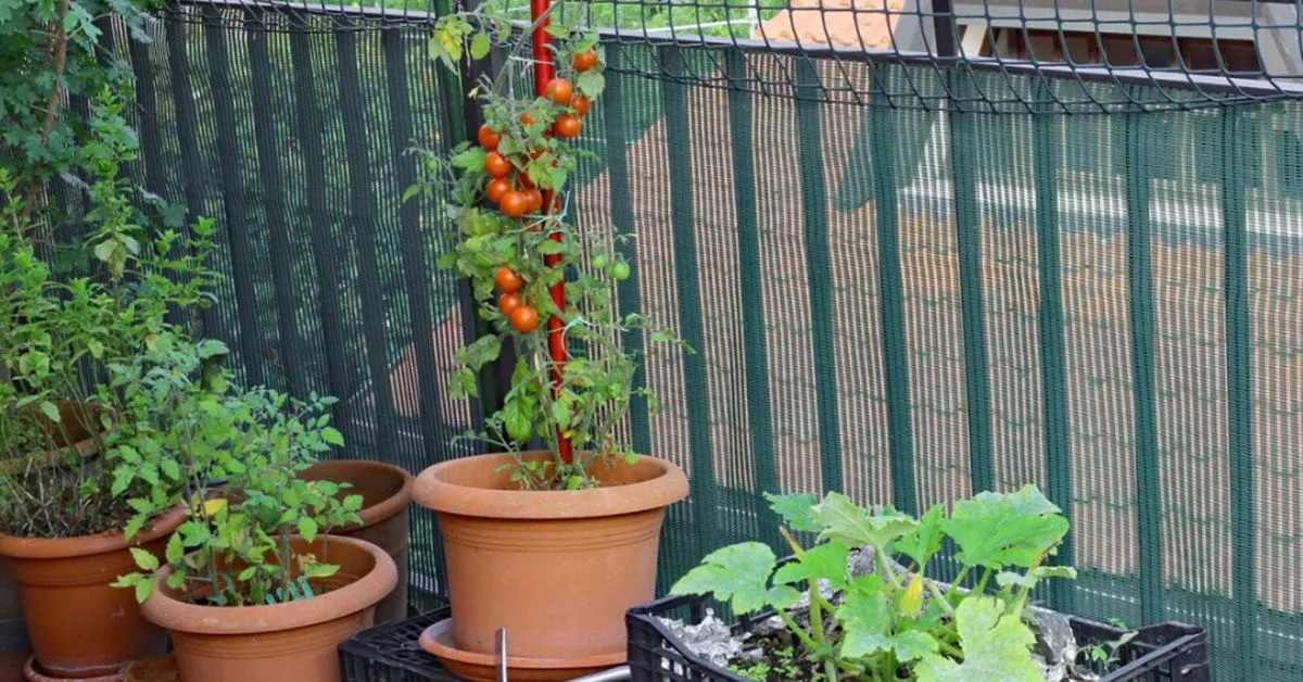 It is important to provide sturdy support to your plants during the monsoon season; Picture source: Gardening Know How