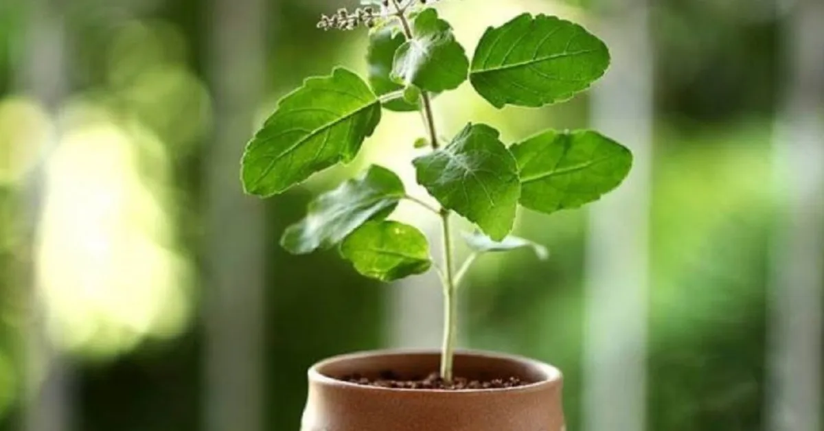 growing herbs in monsoon