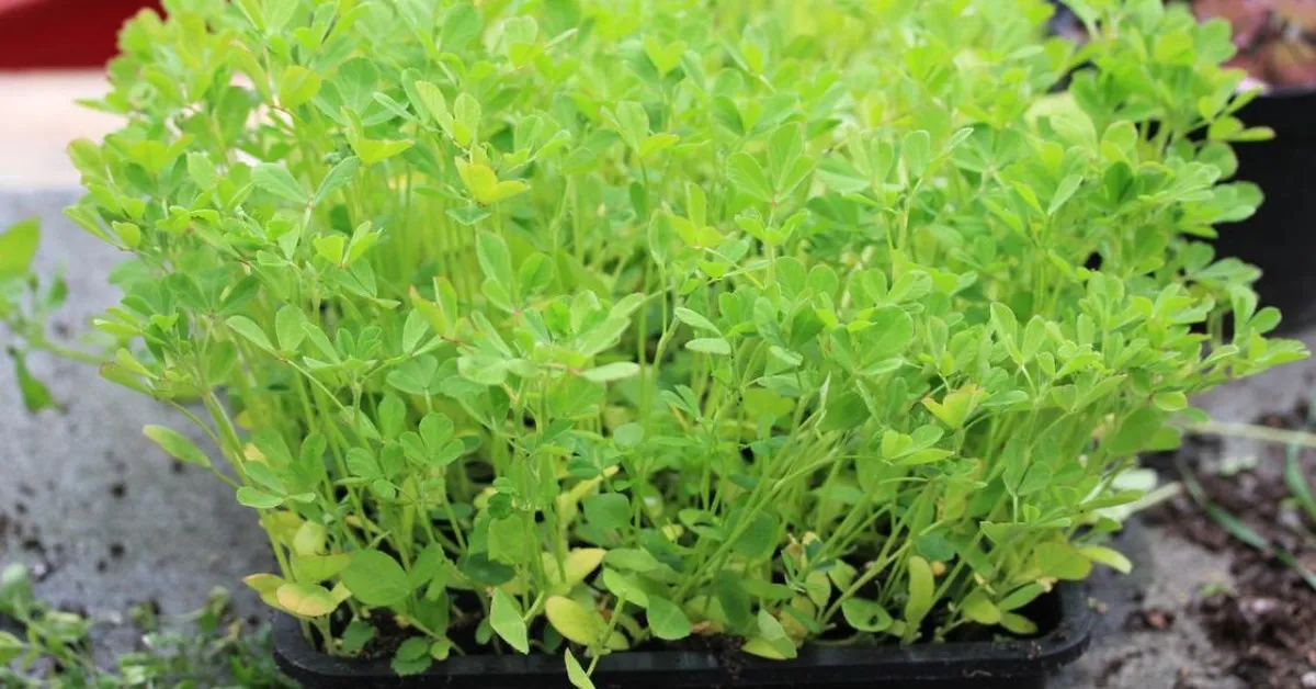 You must scatter fenugreek seeds in a shallow tray filled with moist soil; Picture source: Vertical Veg