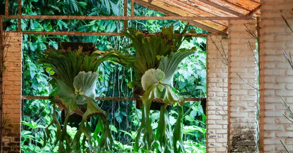 The Gurukula Botanical Sanctuary spans 32 hectares, housing over 2,000 native plant species; Picture source: The Guardian