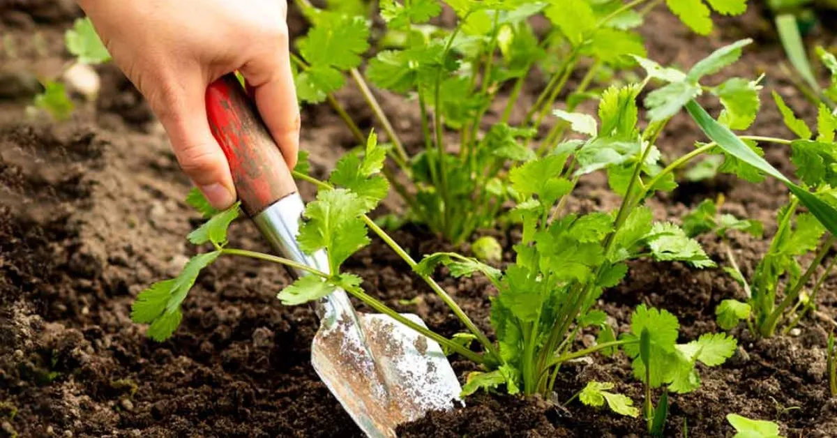 Avoid burying coriander too deep, as it prefers to be sown near the surface; Picture source: HerZindagi