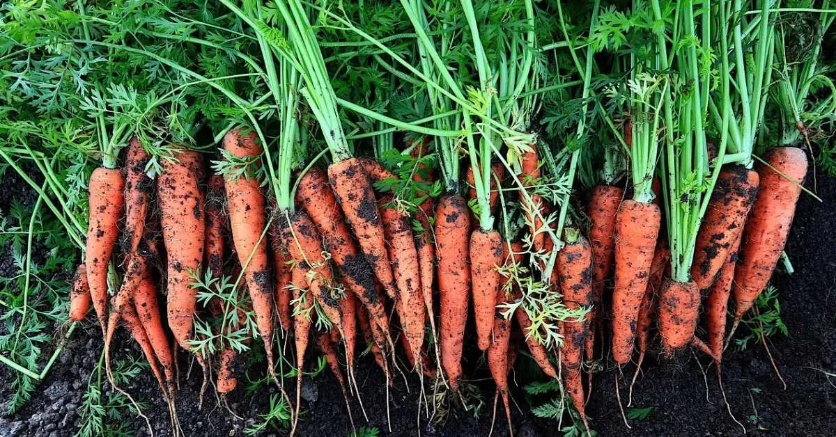 For beginners, it is better to grow high-quality produce on a smaller scale; Picture source: Krishi Jagran