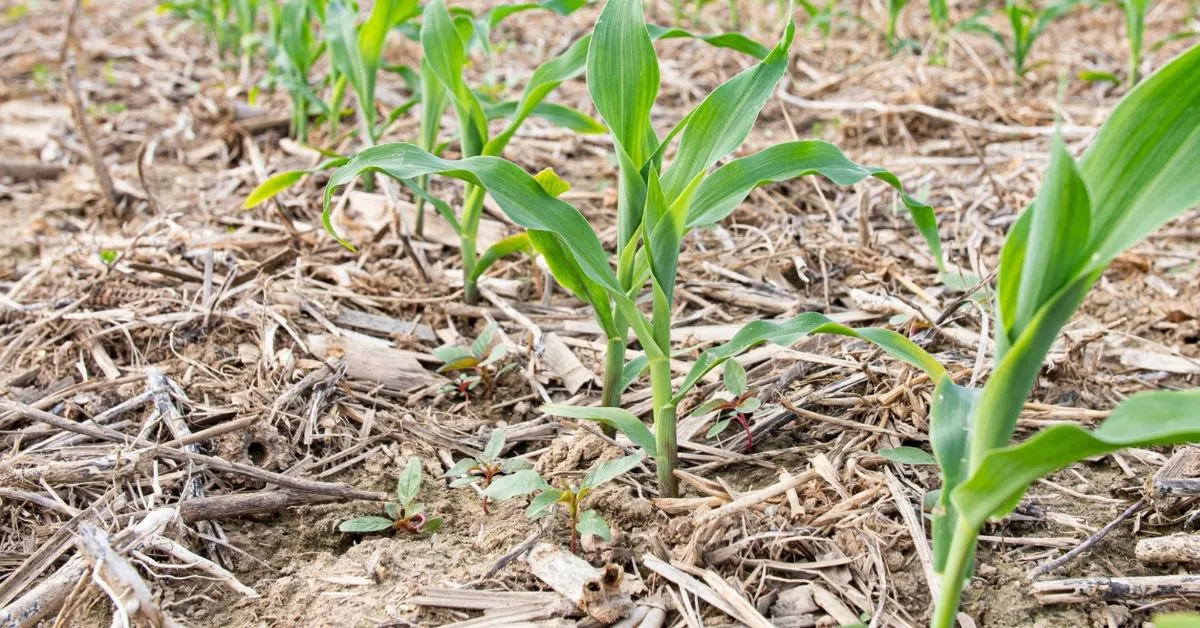 Cover crops are important because they improve soil fertility and crop quality; Picture source: Foundation for Food & Agriculture Research