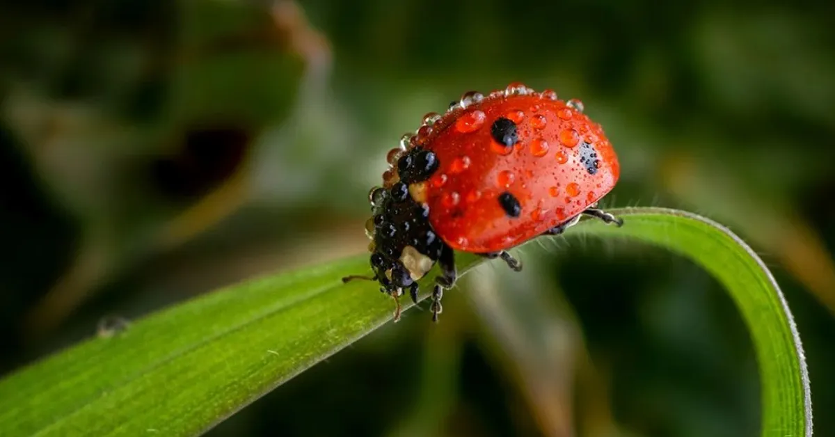 Ladybirds, lacewings, hoverflies, and parasitic wasps actively feed on pests like aphids; Picture source: Plants For All Seasons