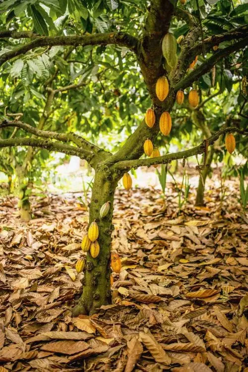 Chocolate crafted in India