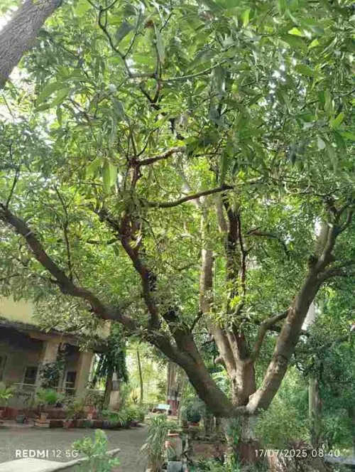 Cawasji Patel mango