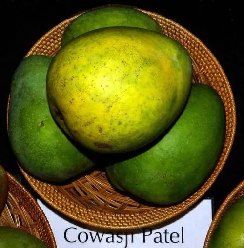 Cawasji Patel mango