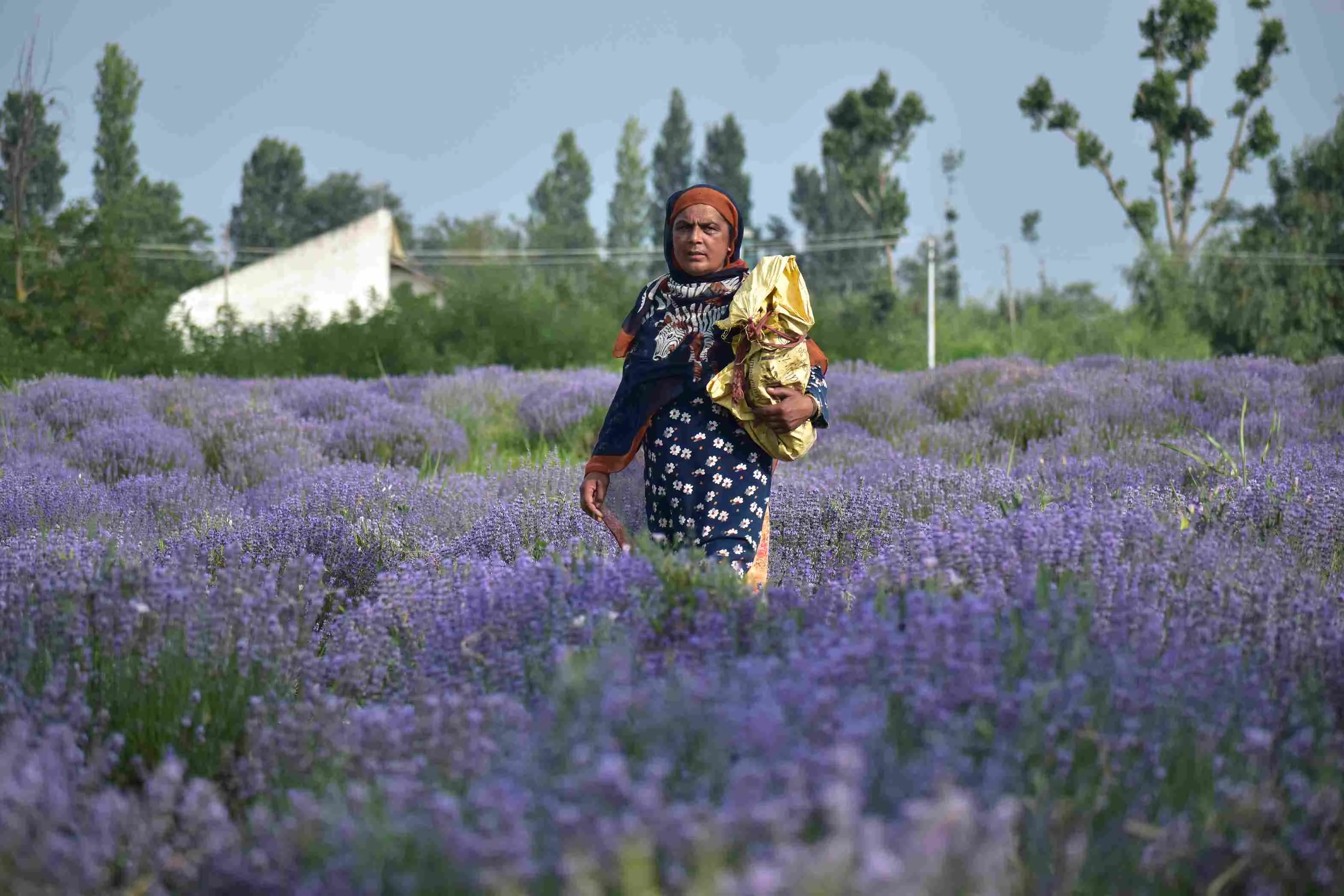 A woman walks through a lavender field in Bonera, Pulwama, with a bag in hand to collect the delicate purple blossoms.