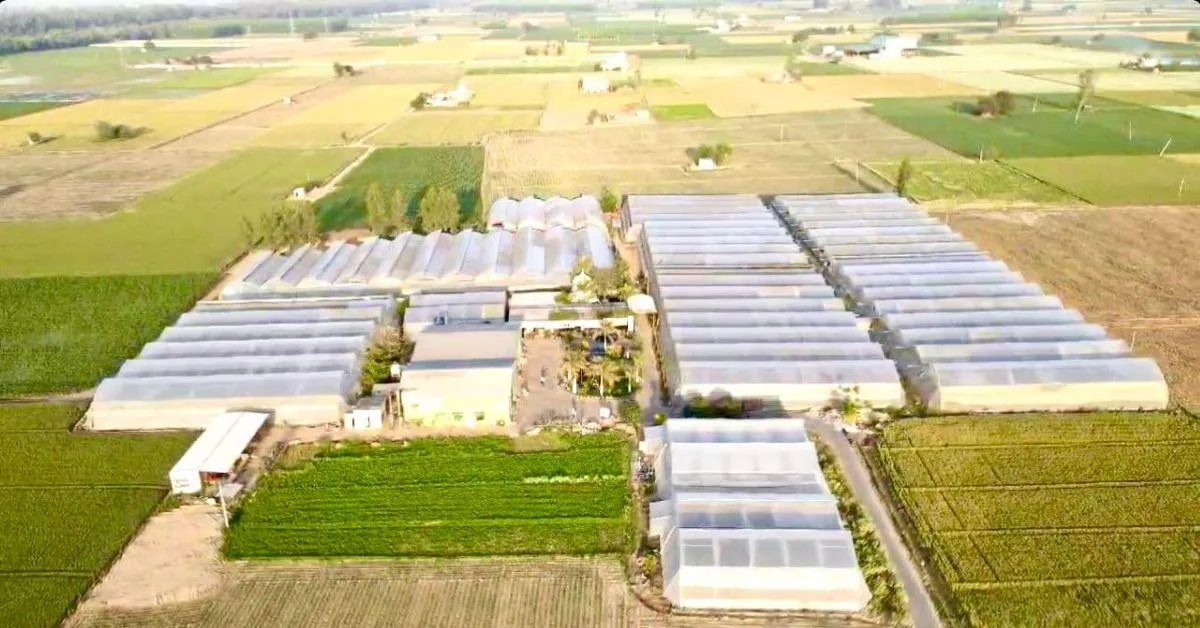 Davinder Singh Mushkabad's farm from a bird's eye view.