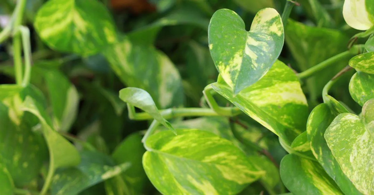 Money plants can make any corner of your house look straight out of a Pinterest mood board.