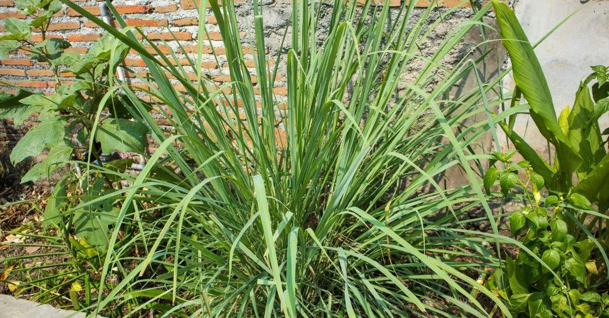 Lemongrass has multiple benefits and doesn't need much hassle to maintain.