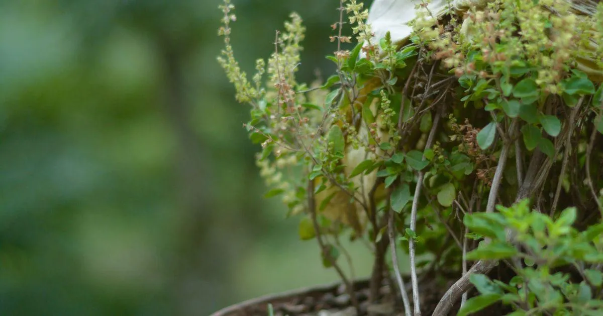 Tulsi plants have medicinal properties and acts as a mosquito repellant as well.