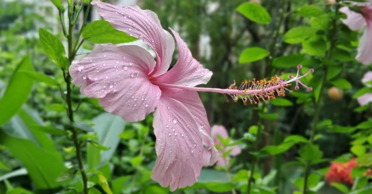 Even a small balcony can host this powerhouse plant called hibiscus with the right care.