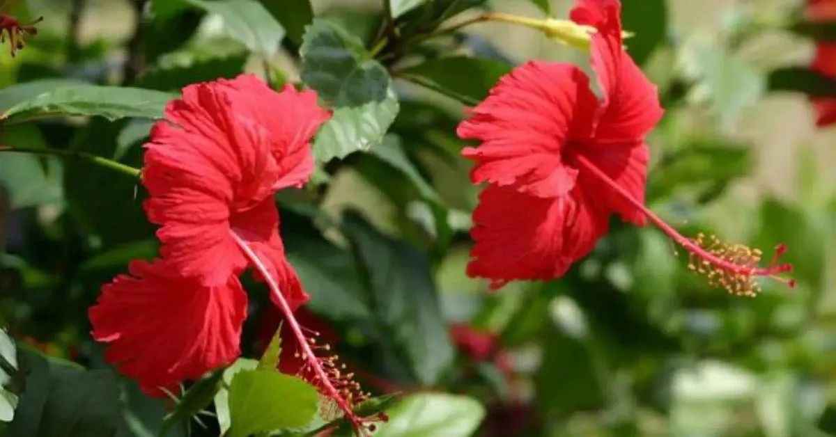 There are two main types of hibiscus: Hibiscus rosa-sinensis (ornamental) and Hibiscus sabdariffa (used in teas and Ayurvedic treatments)