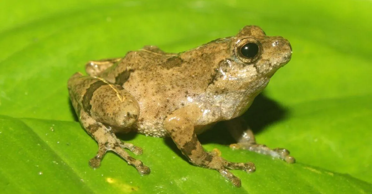 The frogs were named after a traditional Khasi rice-and-meat dish central to local celebrations