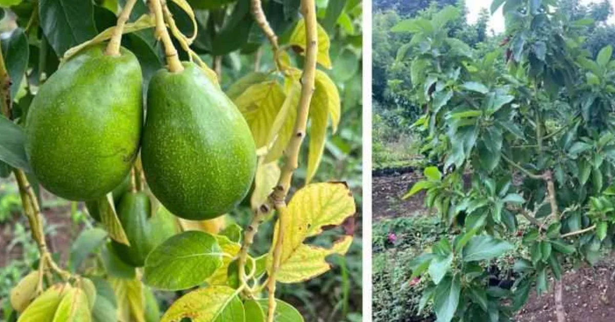 No one in Beed believed that avocado farming could succeed, but Parmeshwar’s perseverance paid off in 2021 when his 50 plants began to produce fruit!