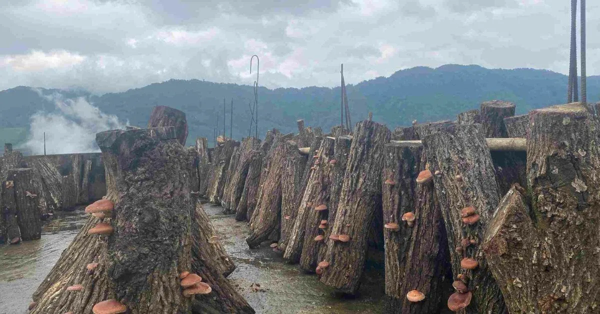 Lhüvevolü has been cultivating shiitake mushrooms since 2019 and selling them through her brand Native Organics