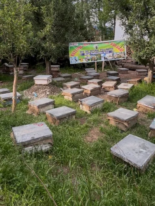 Beehive boxes set up in an orchard in Kulgam, showing large-scale honey farming in Kashmir.