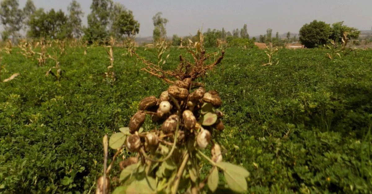 Ambadas' fields are thriving with groundnut, pumpkins and beans because of the solar powered irrigation system