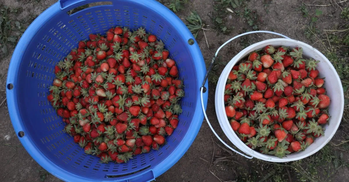 A good harvest can mean 400 boxes in a season. Each one carries hope, income, and hard work.