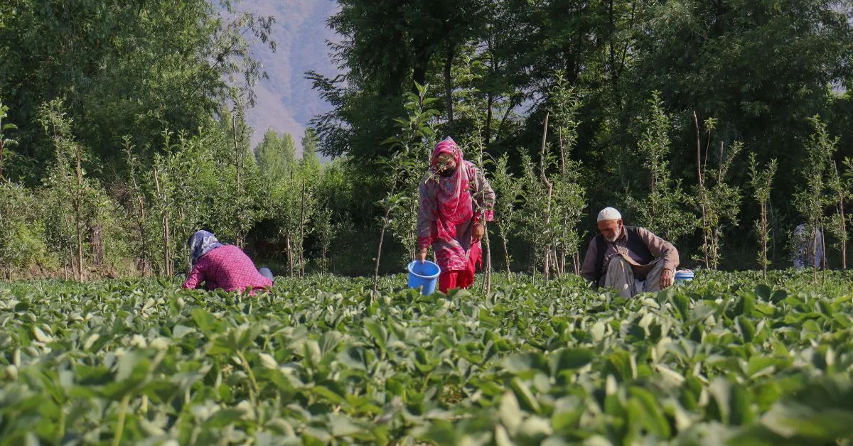 starwberry farming in Kashmir