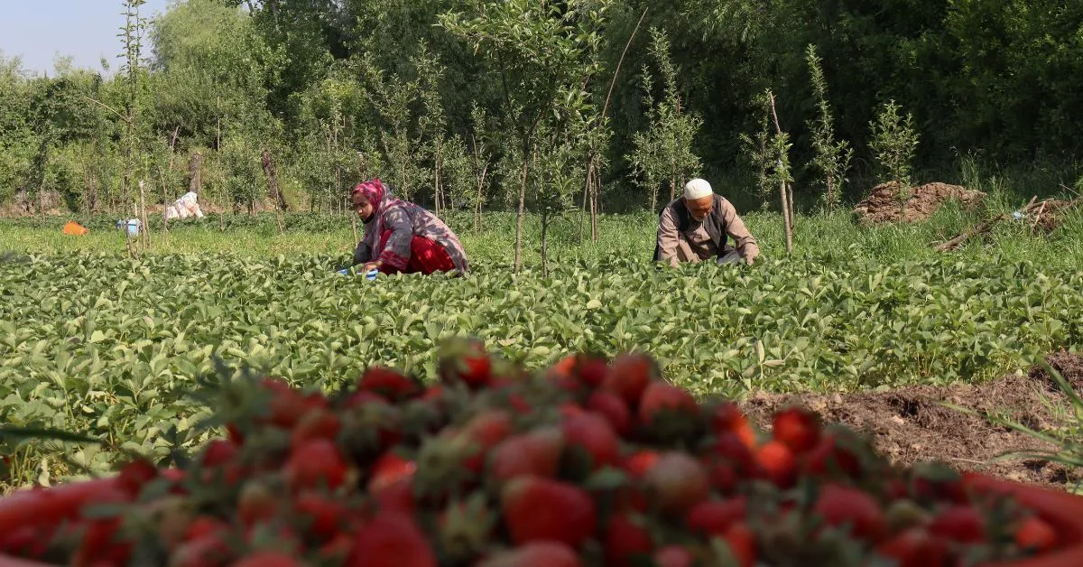 starwberry farming in Kashmir